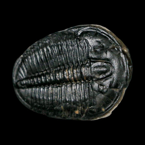 1.4" Elrathia Kingi Trilobite Fossil Utah Cambrian Age 521 Million Years Old COA - Fossil Age Minerals