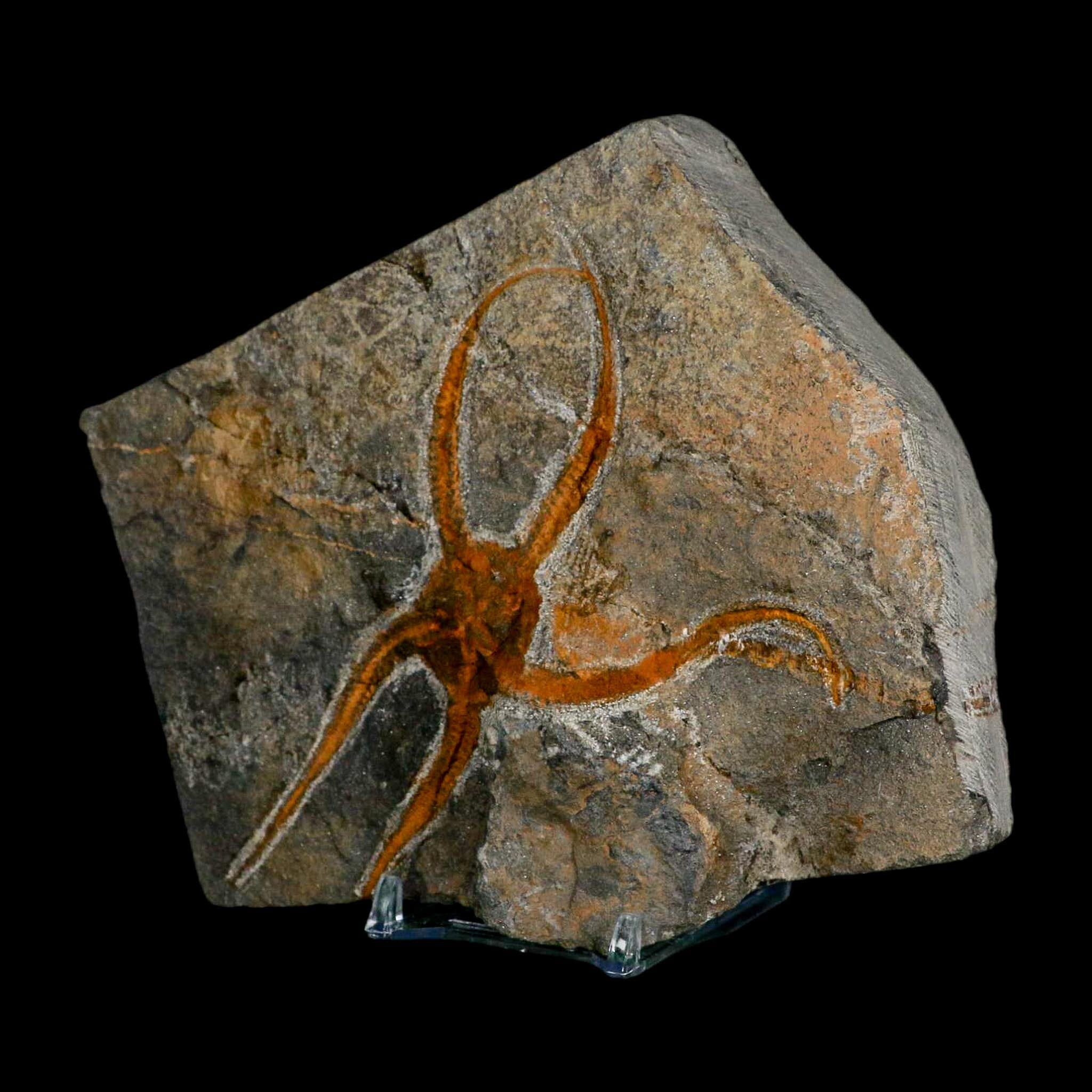 4.3" Brittlestar Ophiura Sp Starfish Fossil Ordovician Age Morocco COA & Stand - Fossil Age Minerals