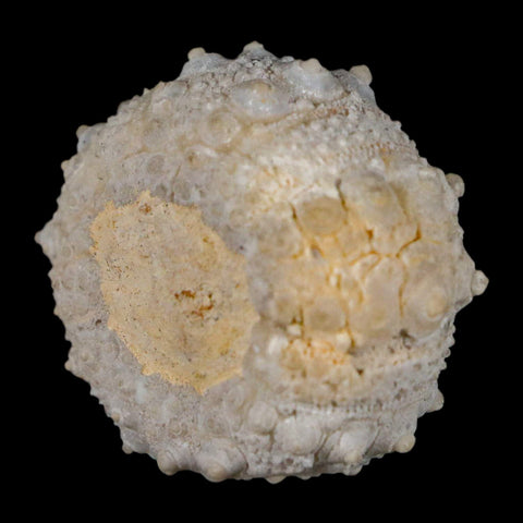 31MM Detailed Fossil Goniopygus Sp Sea Urchin Echinoid Cretaceous Morocco - Fossil Age Minerals