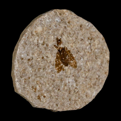 0.5 Detailed Fossil March Fly Insect Green River FM Uintah County UT Eocene Age