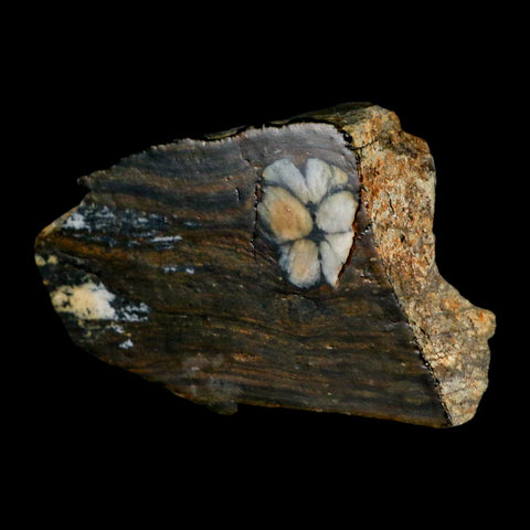 3.5" Rare Andalucite Var Chiastolite Mineral Specimen Asturias Province Boal Spain - Fossil Age Minerals