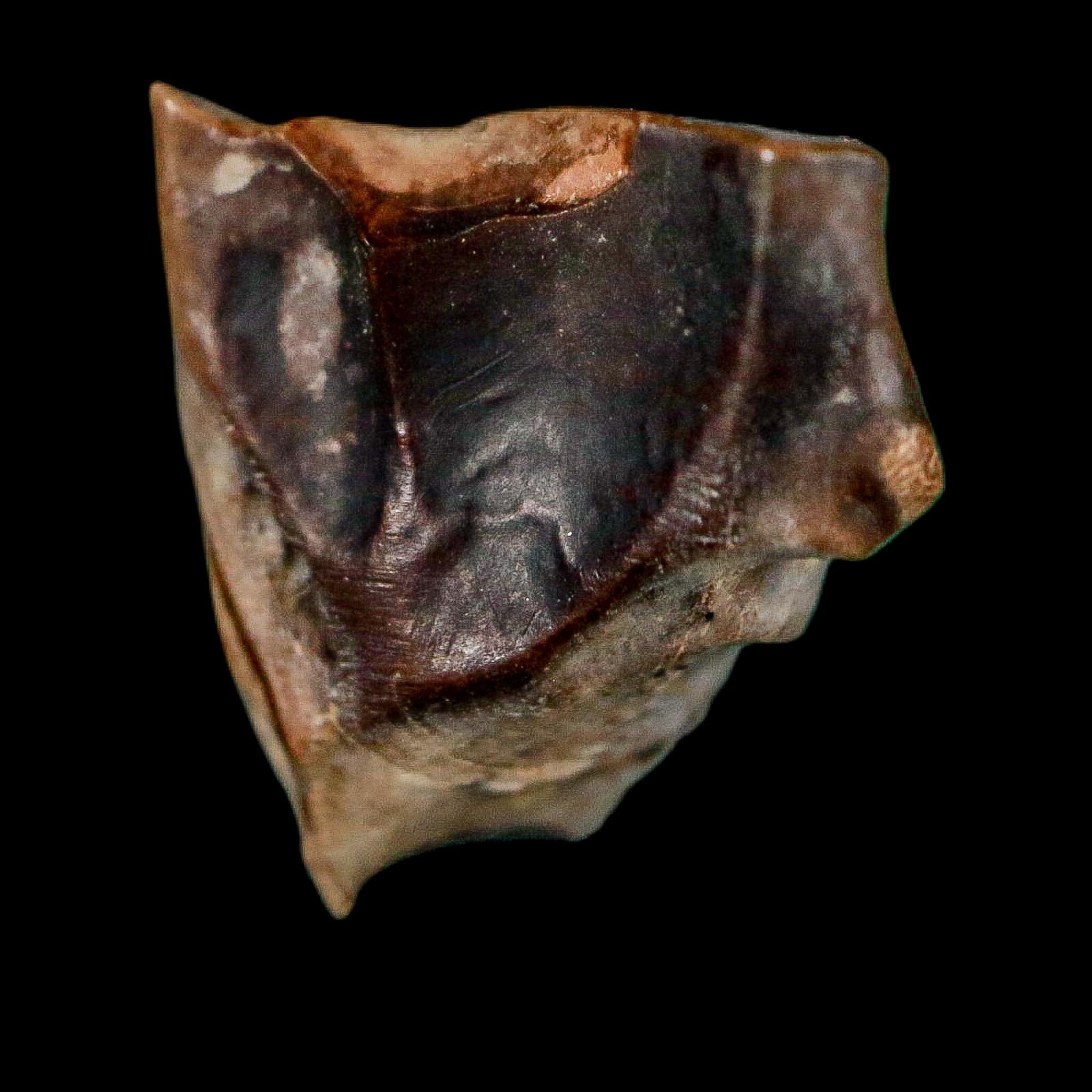 0.5" Triceratops Fossil Tooth Lance Creek FM Cretaceous Dinosaur WY COA Display - Fossil Age Minerals