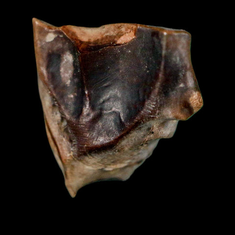 0.5" Triceratops Fossil Tooth Lance Creek FM Cretaceous Dinosaur WY COA Display