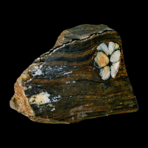 3.5" Rare Andalucite Var Chiastolite Mineral Specimen Asturias Province Boal Spain - Fossil Age Minerals
