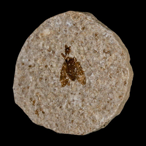 0.5 Detailed Fossil March Fly Insect Green River FM Uintah County UT Eocene Age