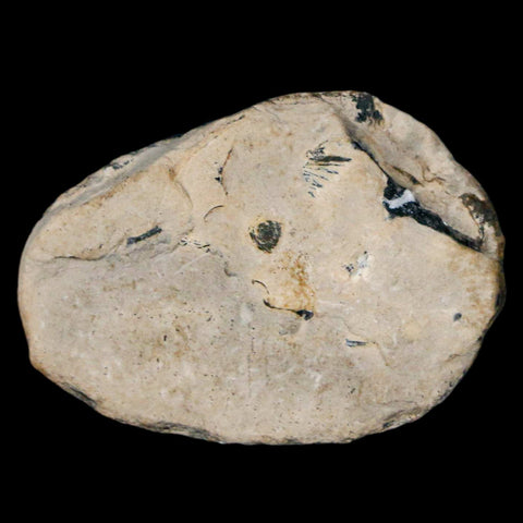 1.4" Elrathia Kingi Trilobite Fossil Utah Cambrian Age 521 Million Years Old COA - Fossil Age Minerals