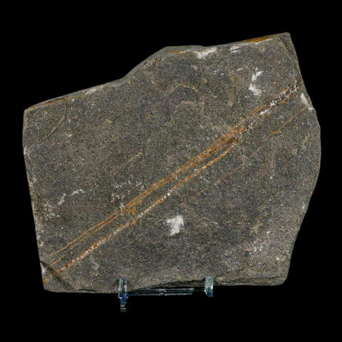 4.3" Brittlestar Ophiura Sp Starfish Fossil Ordovician Age Morocco COA & Stand - Fossil Age Minerals