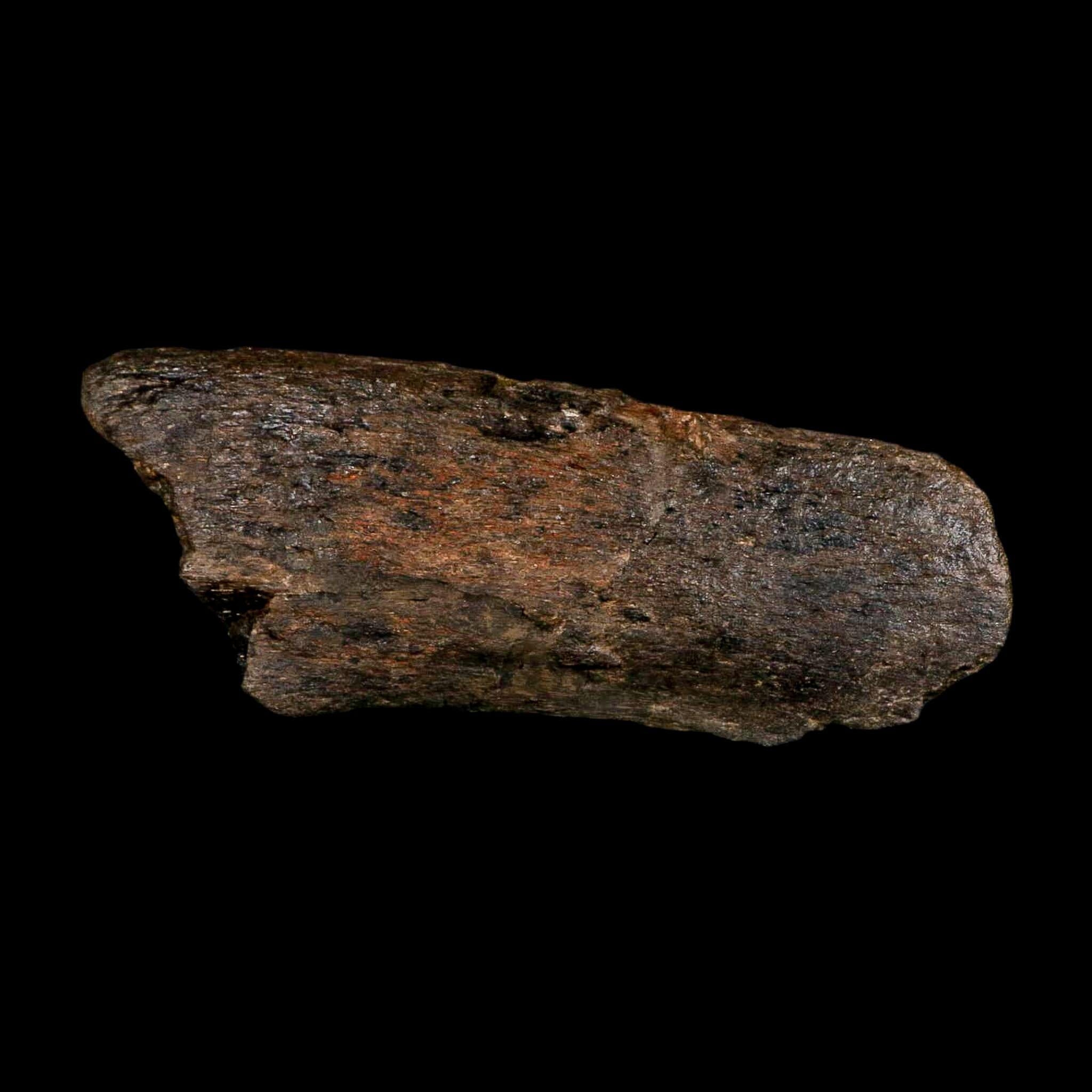 7.1" Hypacrosaurus Dinosaur Fossil Vertebrae Process Two Medicine FM Montana COA - Fossil Age Minerals