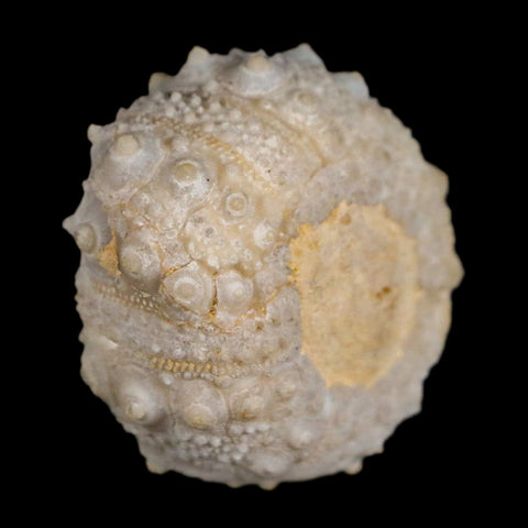 31MM Detailed Fossil Goniopygus Sp Sea Urchin Echinoid Cretaceous Morocco - Fossil Age Minerals