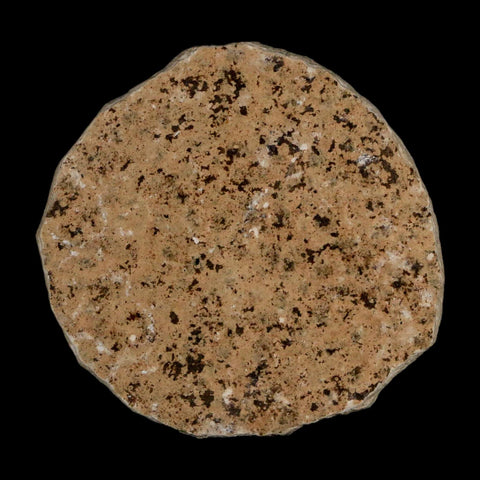 0.5 Detailed Fossil March Fly Insect Green River FM Uintah County UT Eocene Age