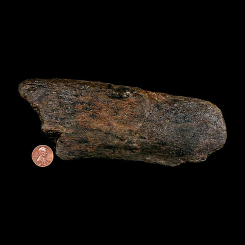 7.1" Hypacrosaurus Dinosaur Fossil Vertebrae Process Two Medicine FM Montana COA - Fossil Age Minerals