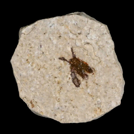 0.5 Detailed Fossil March Fly Insect Green River FM Uintah County UT Eocene Age
