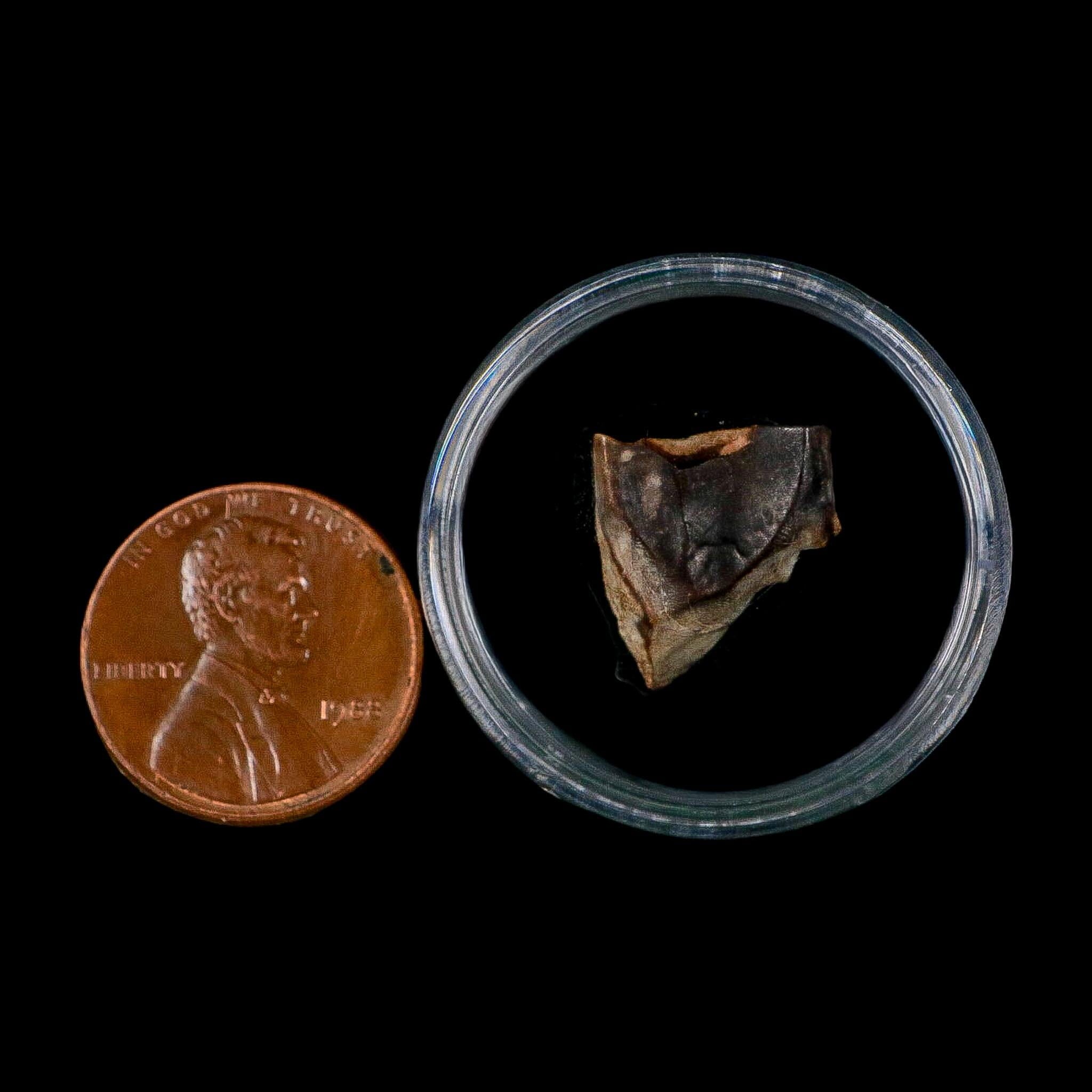 0.5" Triceratops Fossil Tooth Lance Creek FM Cretaceous Dinosaur WY COA Display - Fossil Age Minerals