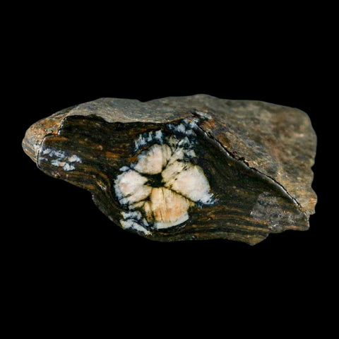 2.6" Rare Andalucite Var Chiastolite Mineral Specimen Asturias Province Boal Spain - Fossil Age Minerals