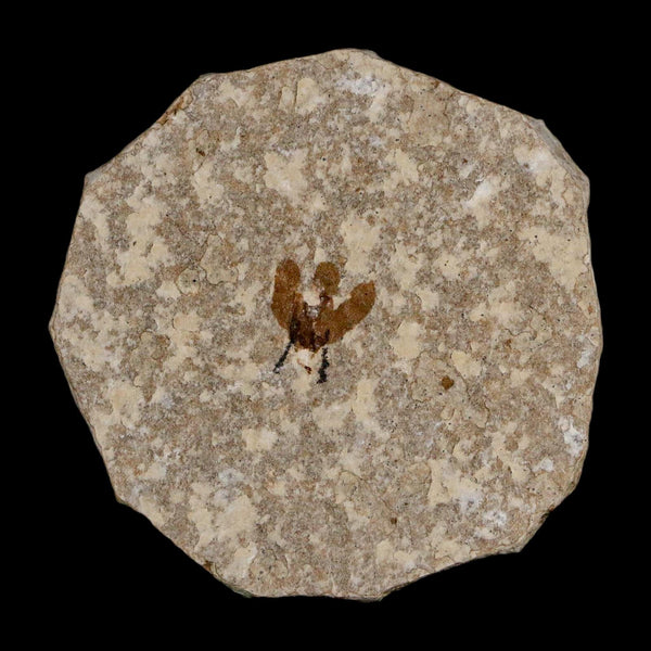 0.5 Detailed Fossil March Fly Insect Green River FM Uintah County UT Eocene Age