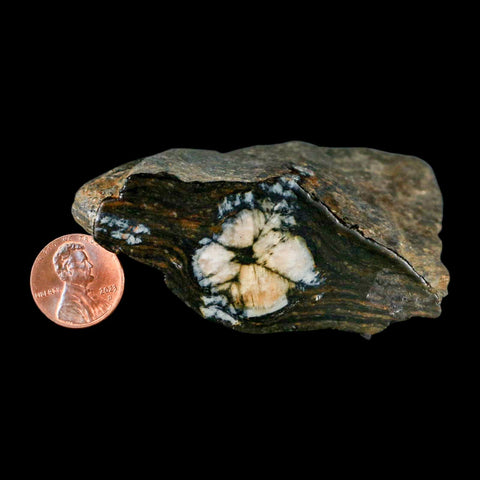 2.6" Rare Andalucite Var Chiastolite Mineral Specimen Asturias Province Boal Spain - Fossil Age Minerals