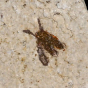0.5 Detailed Fossil March Fly Insect Green River FM Uintah County UT Eocene Age