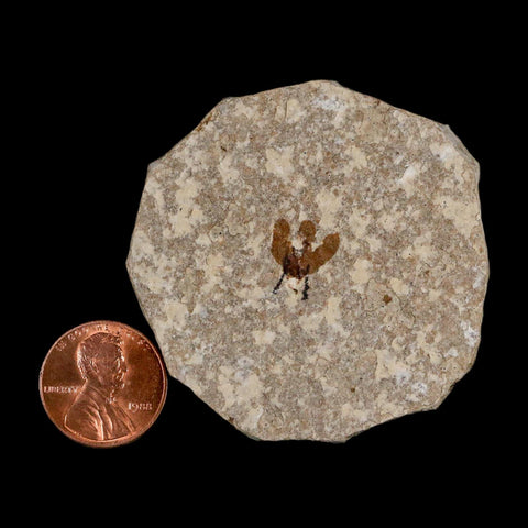 0.5 Detailed Fossil March Fly Insect Green River FM Uintah County UT Eocene Age