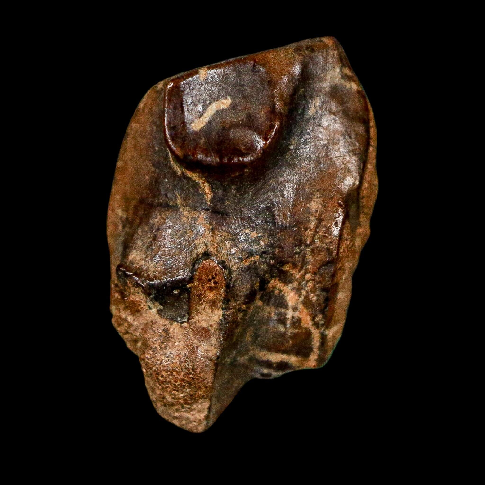 0.7" Triceratops Fossil Tooth Lance Creek FM Cretaceous Dinosaur WY COA Display - Fossil Age Minerals