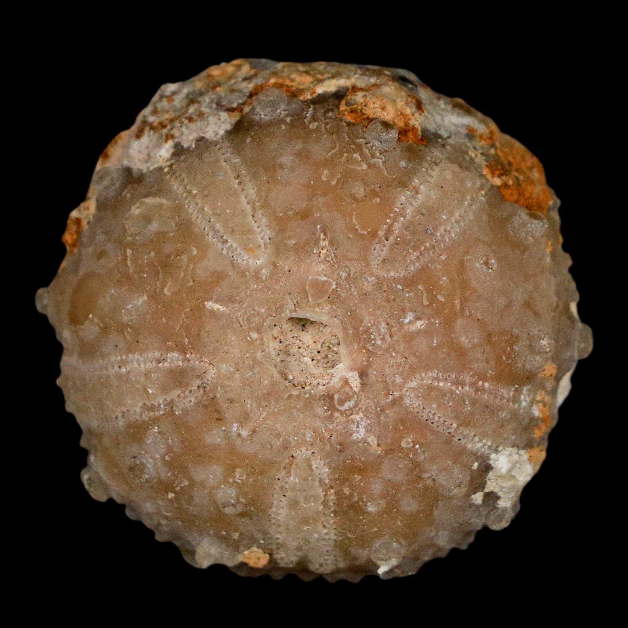 33MM Detailed Fossil Goniopygus Sp Sea Urchin Echinoid Cretaceous Morocco - Fossil Age Minerals