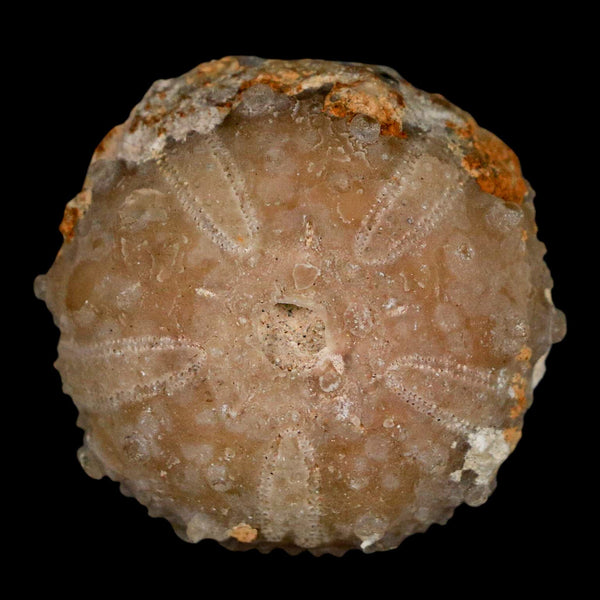 33MM Detailed Fossil Goniopygus Sp Sea Urchin Echinoid Cretaceous Morocco