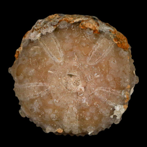 33MM Detailed Fossil Goniopygus Sp Sea Urchin Echinoid Cretaceous Morocco - Fossil Age Minerals