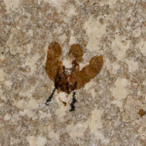 0.5 Detailed Fossil March Fly Insect Green River FM Uintah County UT Eocene Age