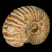 3.4" Acanthoceras Ammonite Fossil Agadir Morocco 360 Million Year Old COA