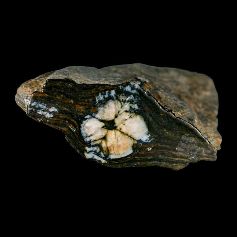 2.6" Rare Andalucite Var Chiastolite Mineral Specimen Asturias Province Boal Spain - Fossil Age Minerals