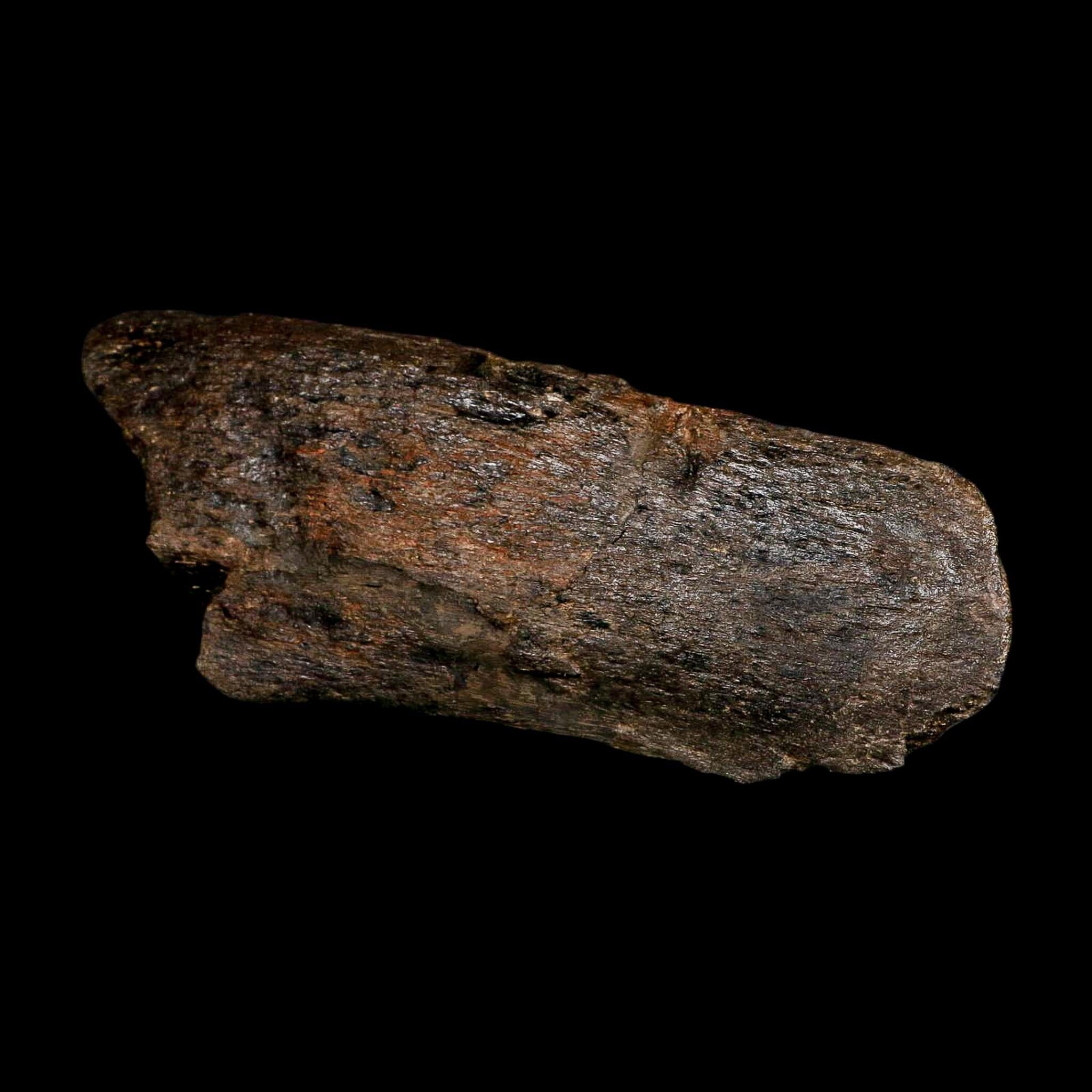 7.1" Hypacrosaurus Dinosaur Fossil Vertebrae Process Two Medicine FM Montana COA - Fossil Age Minerals