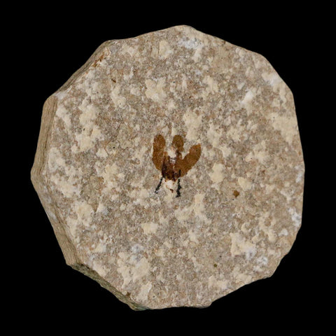 0.5 Detailed Fossil March Fly Insect Green River FM Uintah County UT Eocene Age