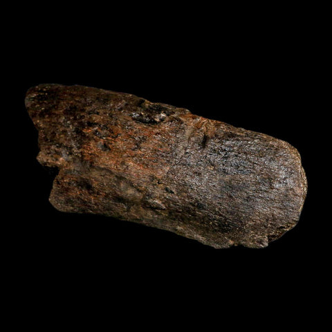 7.1" Hypacrosaurus Dinosaur Fossil Vertebrae Process Two Medicine FM Montana COA - Fossil Age Minerals