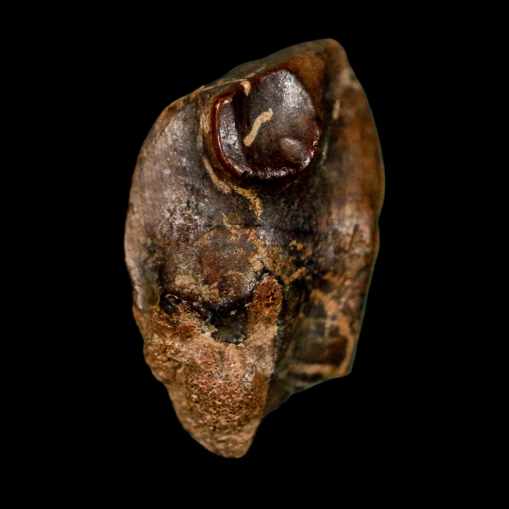 0.7" Triceratops Fossil Tooth Lance Creek FM Cretaceous Dinosaur WY COA Display - Fossil Age Minerals
