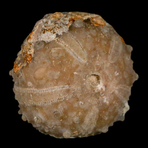 33MM Detailed Fossil Goniopygus Sp Sea Urchin Echinoid Cretaceous Morocco - Fossil Age Minerals