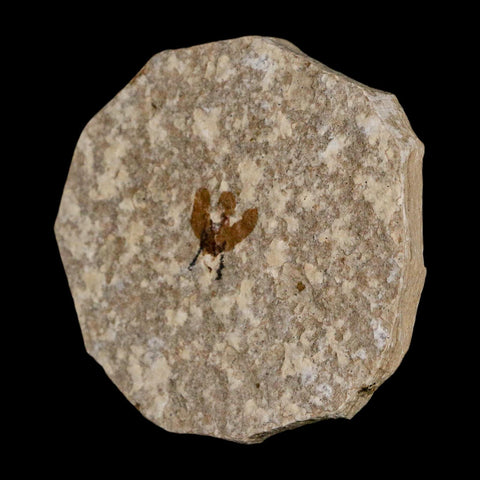 0.5 Detailed Fossil March Fly Insect Green River FM Uintah County UT Eocene Age