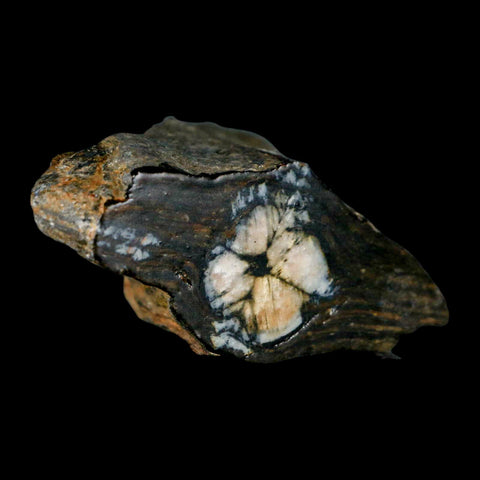 2.6" Rare Andalucite Var Chiastolite Mineral Specimen Asturias Province Boal Spain - Fossil Age Minerals