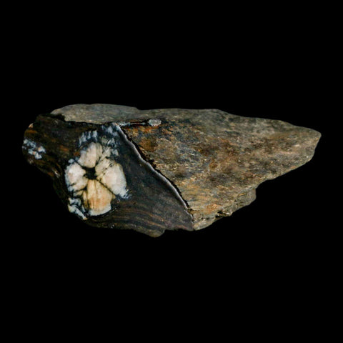 2.6" Rare Andalucite Var Chiastolite Mineral Specimen Asturias Province Boal Spain - Fossil Age Minerals