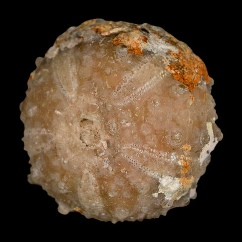 33MM Detailed Fossil Goniopygus Sp Sea Urchin Echinoid Cretaceous Morocco - Fossil Age Minerals