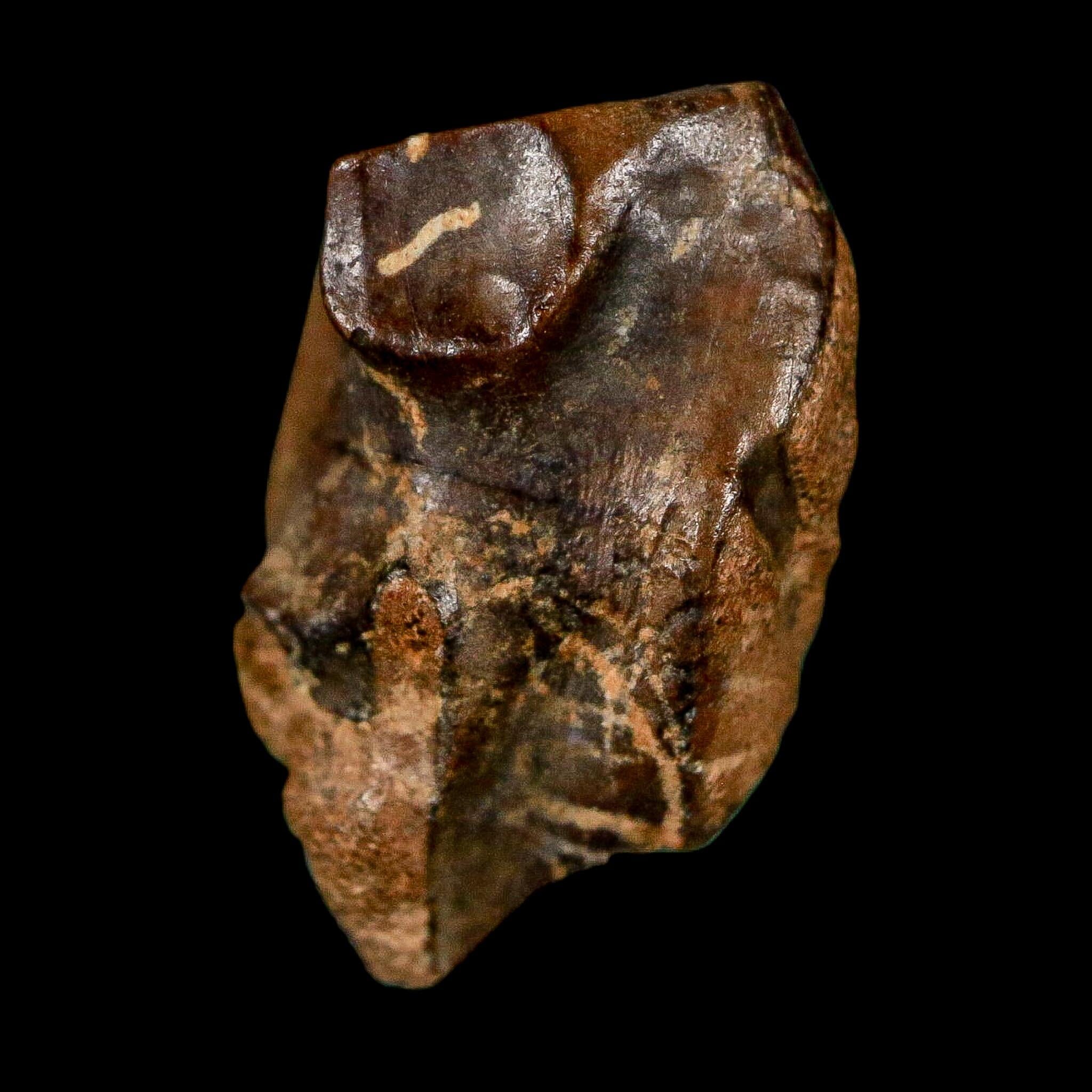 0.7" Triceratops Fossil Tooth Lance Creek FM Cretaceous Dinosaur WY COA Display - Fossil Age Minerals
