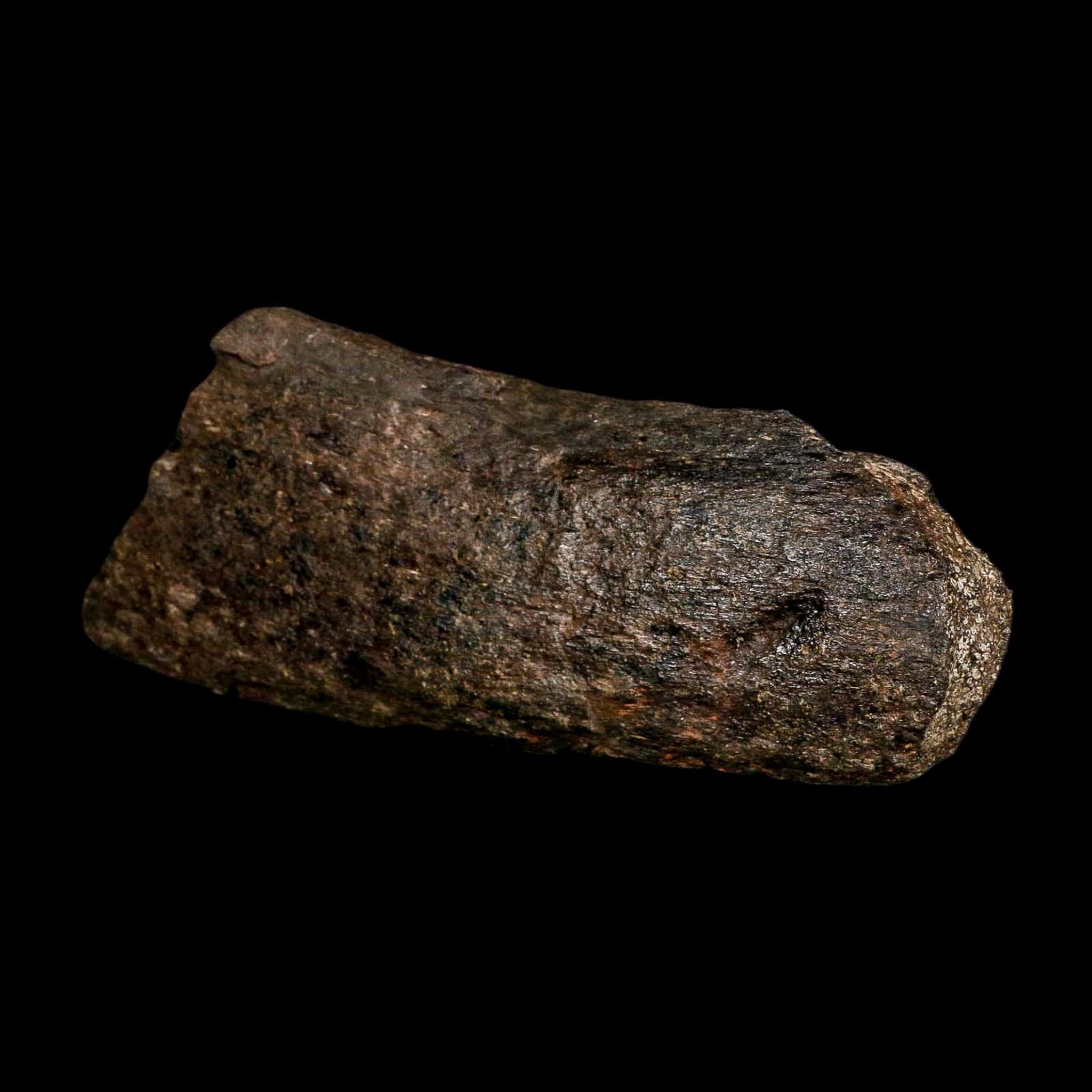7.1" Hypacrosaurus Dinosaur Fossil Vertebrae Process Two Medicine FM Montana COA - Fossil Age Minerals