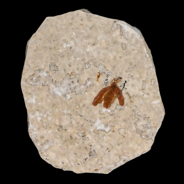 0.4 Detailed Fossil March Fly Insect Green River FM Uintah County UT Eocene Age