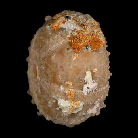 33MM Detailed Fossil Goniopygus Sp Sea Urchin Echinoid Cretaceous Morocco - Fossil Age Minerals