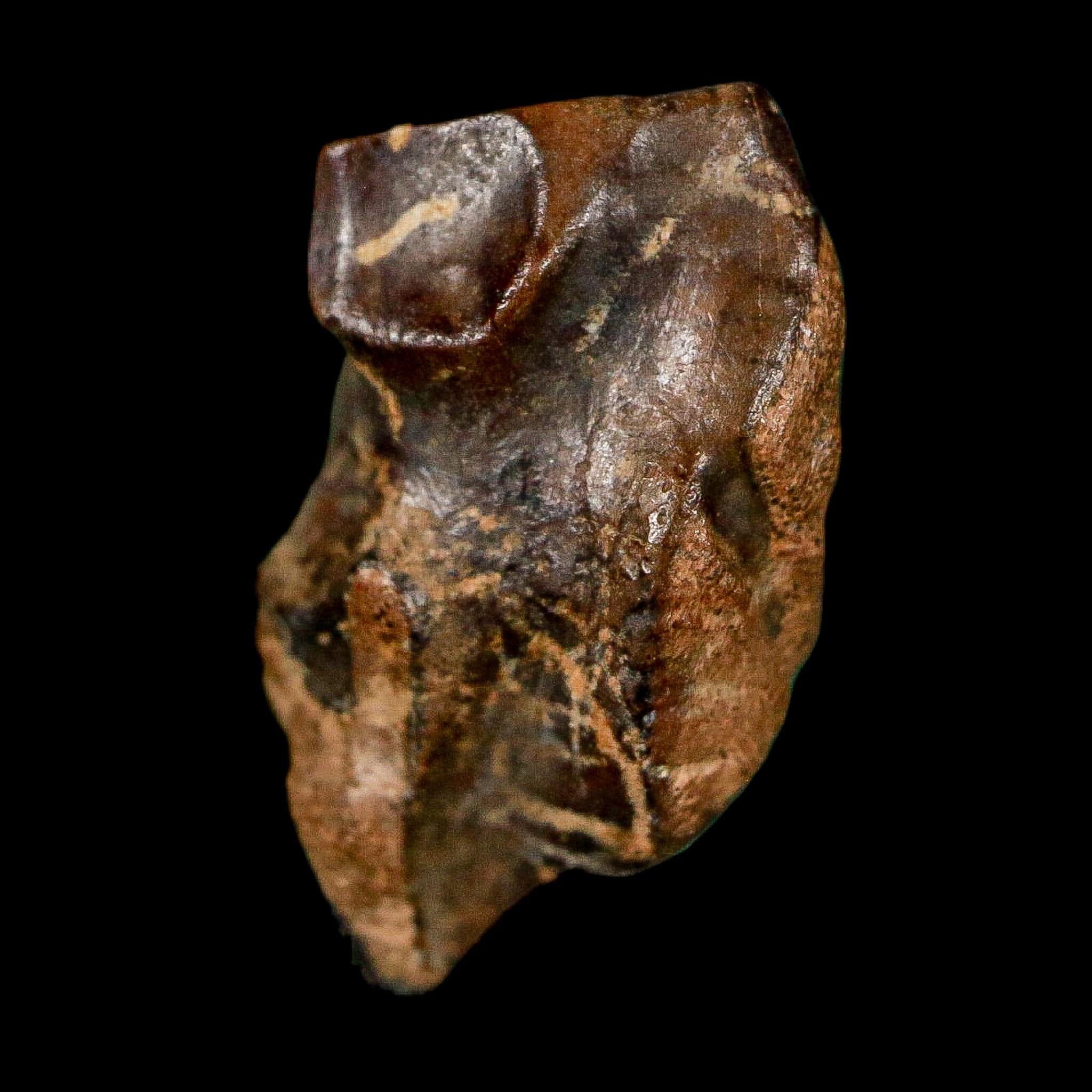 0.7" Triceratops Fossil Tooth Lance Creek FM Cretaceous Dinosaur WY COA Display - Fossil Age Minerals
