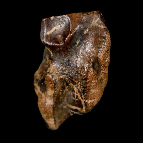 0.7" Triceratops Fossil Tooth Lance Creek FM Cretaceous Dinosaur WY COA Display