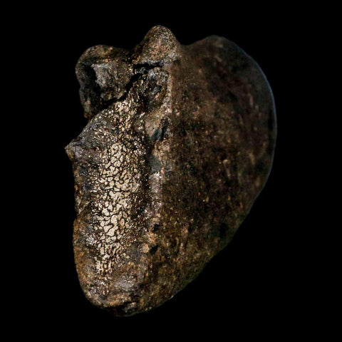 7.1" Hypacrosaurus Dinosaur Fossil Vertebrae Process Two Medicine FM Montana COA - Fossil Age Minerals