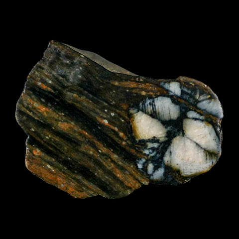 2.2" Rare Andalucite Var Chiastolite Mineral Specimen Asturias Province Boal Spain - Fossil Age Minerals