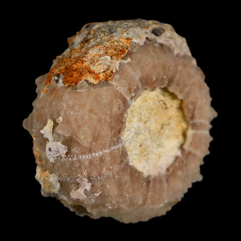 33MM Detailed Fossil Goniopygus Sp Sea Urchin Echinoid Cretaceous Morocco - Fossil Age Minerals