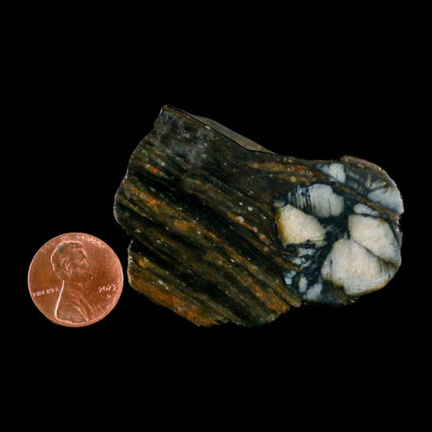 2.2" Rare Andalucite Var Chiastolite Mineral Specimen Asturias Province Boal Spain - Fossil Age Minerals