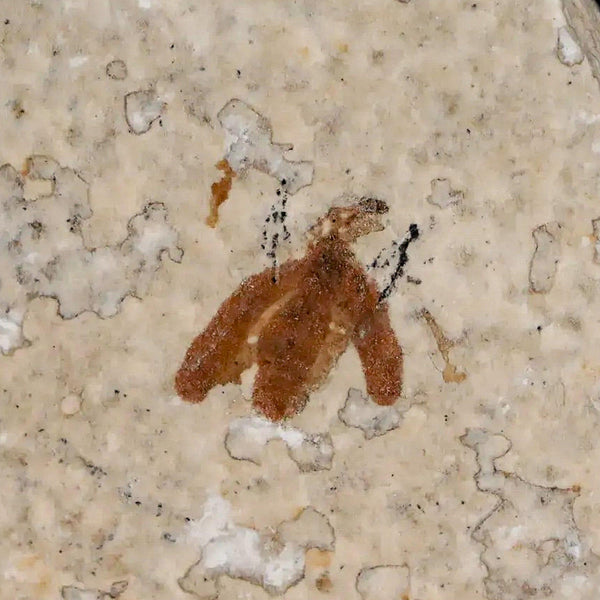 0.4 Detailed Fossil March Fly Insect Green River FM Uintah County UT Eocene Age