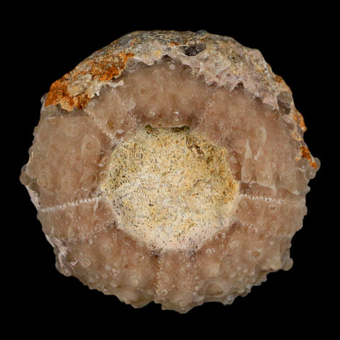 33MM Detailed Fossil Goniopygus Sp Sea Urchin Echinoid Cretaceous Morocco - Fossil Age Minerals